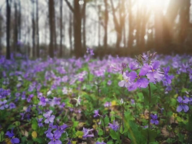 放轻松，“森”呼吸！共青森林公园内万紫千红斗芳菲，请你在线坠入奇幻“绿野”梦，感受杨浦清新