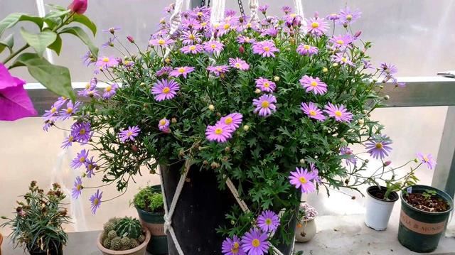 草花小霸王的姬小菊，一点都不矫情，温度到了就爆盆