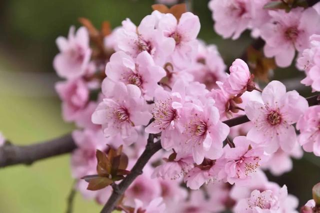放轻松，“森”呼吸！共青森林公园内万紫千红斗芳菲，请你在线坠入奇幻“绿野”梦，感受杨浦清新