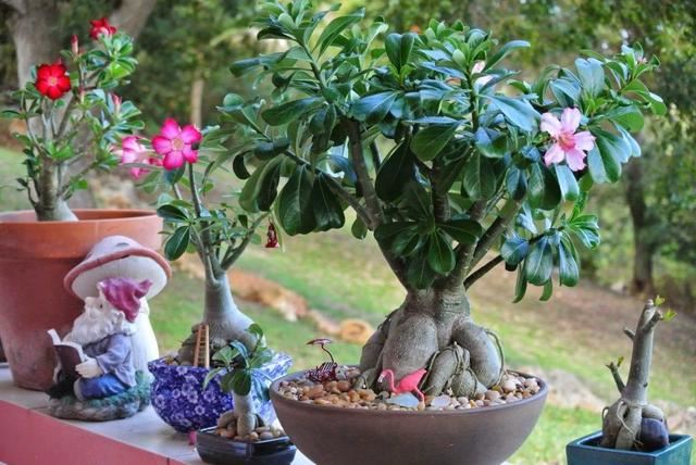 盆栽沙漠玫瑰的花叶都很像夹竹桃，养护方法却差别很大