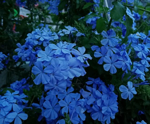 爱花有哪理由不养蓝雪花，不长虫，耐折腾，一年开花九个月