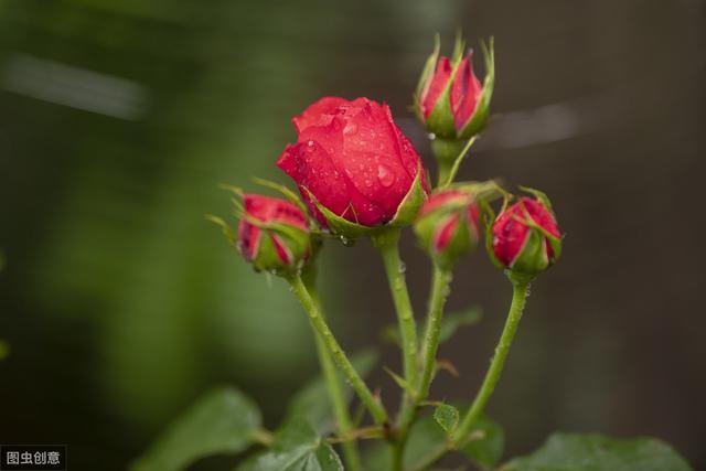 月季光枝条不开花?原因在这里，做到这几点，花开满面墙