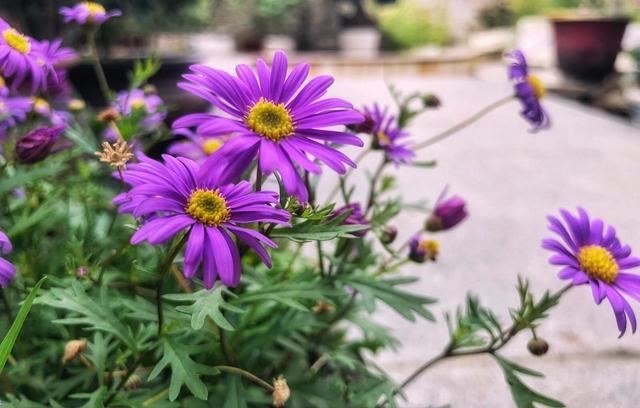 草花小霸王的姬小菊，一点都不矫情，温度到了就爆盆