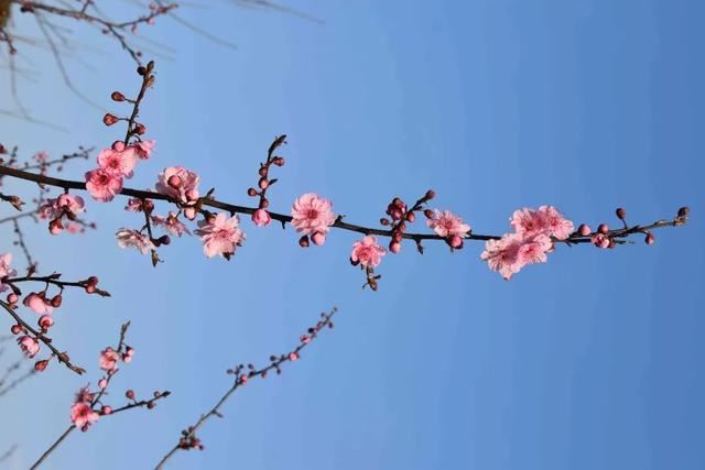 放轻松，“森”呼吸！共青森林公园内万紫千红斗芳菲，请你在线坠入奇幻“绿野”梦，感受杨浦清新