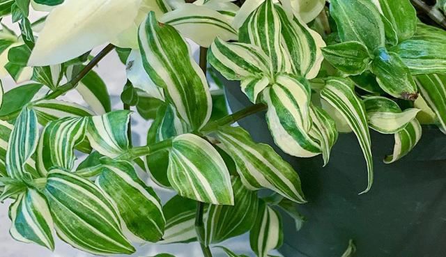 扦插高颜值的吊竹梅，掌握几个扦插细节，一周就能生根