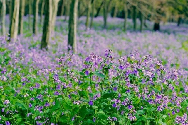放轻松，“森”呼吸！共青森林公园内万紫千红斗芳菲，请你在线坠入奇幻“绿野”梦，感受杨浦清新