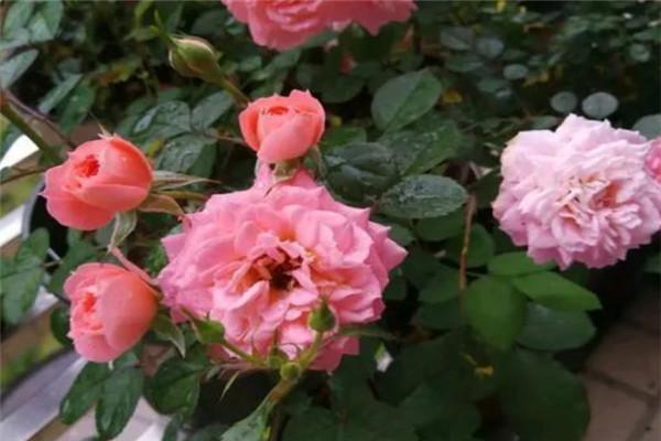 月季三文鱼，鲑红色花朵，真的很像三文鱼的颜色，很温婉的感觉