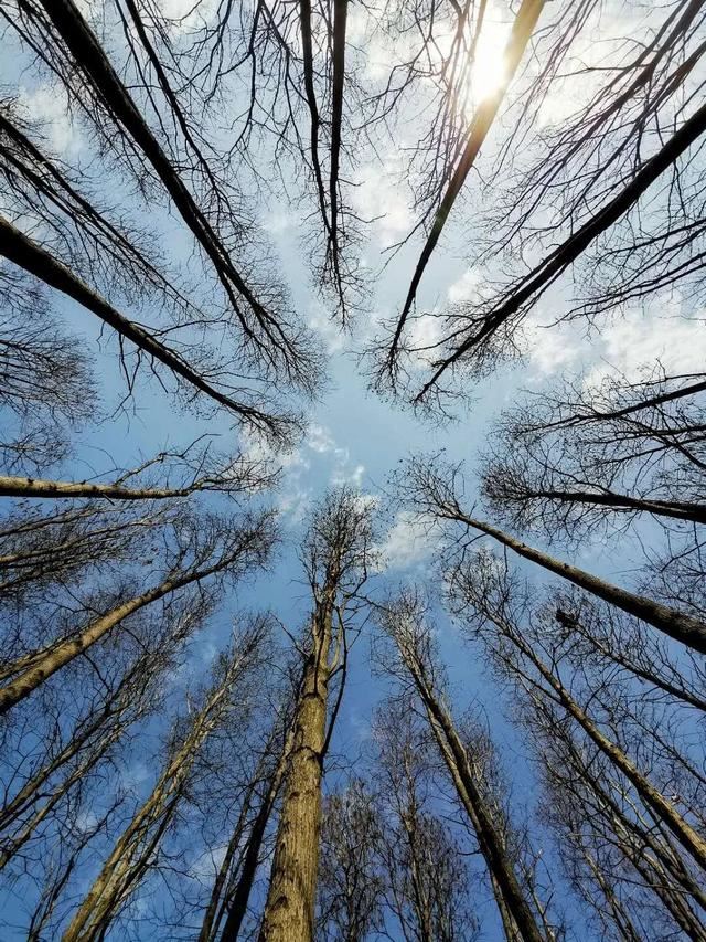放轻松，“森”呼吸！共青森林公园内万紫千红斗芳菲，请你在线坠入奇幻“绿野”梦，感受杨浦清新
