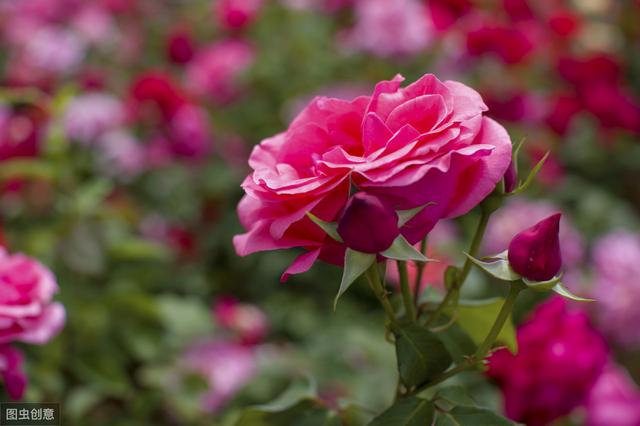 月季光枝条不开花?原因在这里，做到这几点，花开满面墙