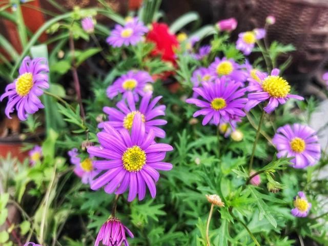 草花小霸王的姬小菊，一点都不矫情，温度到了就爆盆