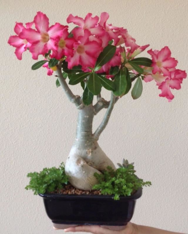 盆栽沙漠玫瑰的花叶都很像夹竹桃，养护方法却差别很大