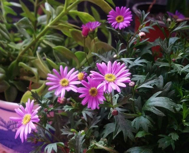 草花小霸王的姬小菊，一点都不矫情，温度到了就爆盆