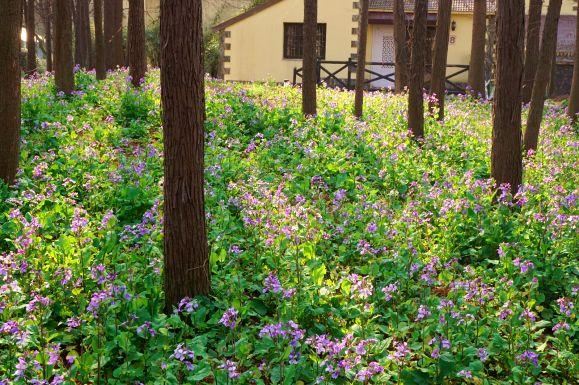 放轻松，“森”呼吸！共青森林公园内万紫千红斗芳菲，请你在线坠入奇幻“绿野”梦，感受杨浦清新