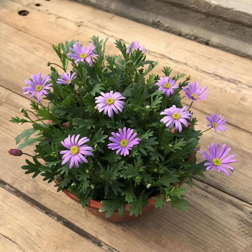 草花小霸王的姬小菊，一点都不矫情，温度到了就爆盆