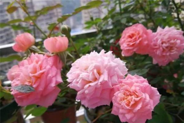 月季三文鱼，鲑红色花朵，真的很像三文鱼的颜色，很温婉的感觉