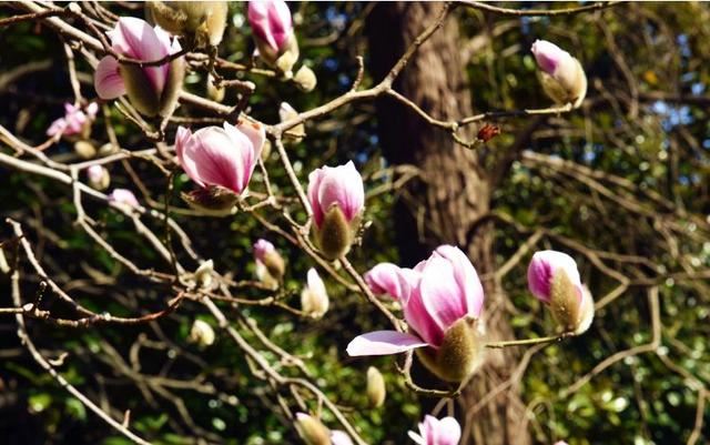 放轻松，“森”呼吸！共青森林公园内万紫千红斗芳菲，请你在线坠入奇幻“绿野”梦，感受杨浦清新