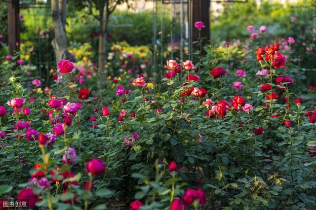 月季光枝条不开花?原因在这里，做到这几点，花开满面墙