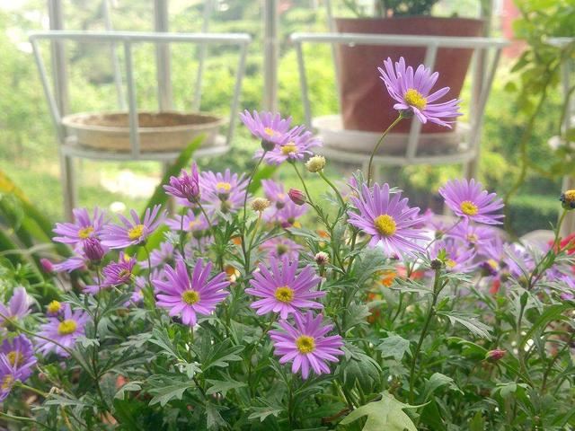 草花小霸王的姬小菊，一点都不矫情，温度到了就爆盆