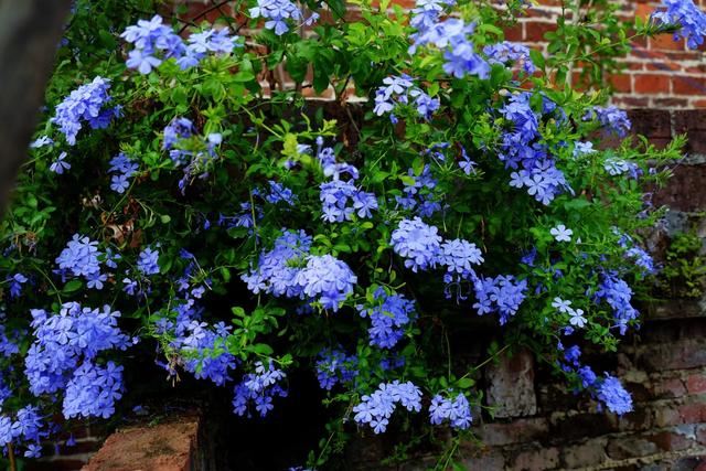 爱花有哪理由不养蓝雪花，不长虫，耐折腾，一年开花九个月