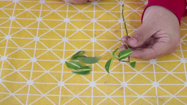 扦插高颜值的吊竹梅，掌握几个扦插细节，一周就能生根