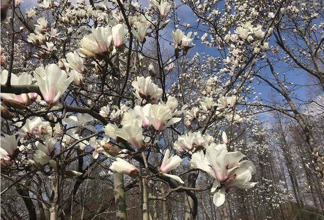 放轻松，“森”呼吸！共青森林公园内万紫千红斗芳菲，请你在线坠入奇幻“绿野”梦，感受杨浦清新