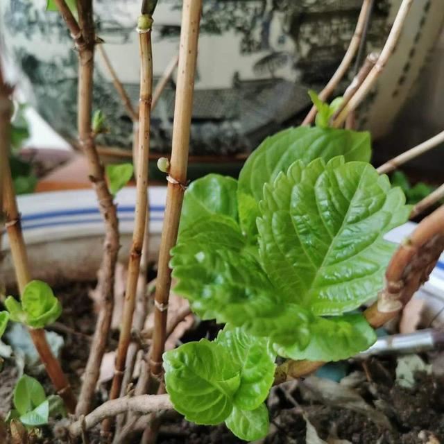 给绣球花施肥看“指标”，施对了开花早，花朵大，美腻一夏