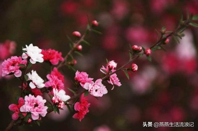 分享“开花机器松红梅”爆盆的经验