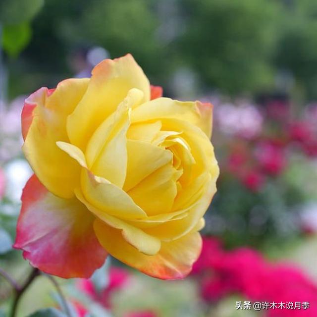 月季不停掉叶子怎么办？教你一招，光杆月季也能重新发芽开花。