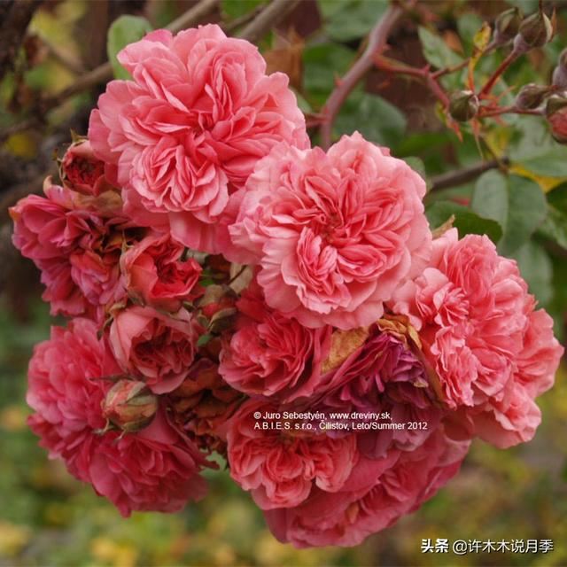 月季不停掉叶子怎么办？教你一招，光杆月季也能重新发芽开花。