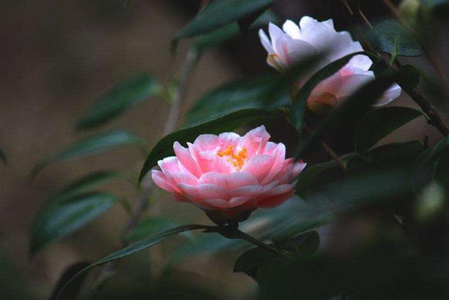 茶花好看不好养，花期养护很重要，植株开花又大又多