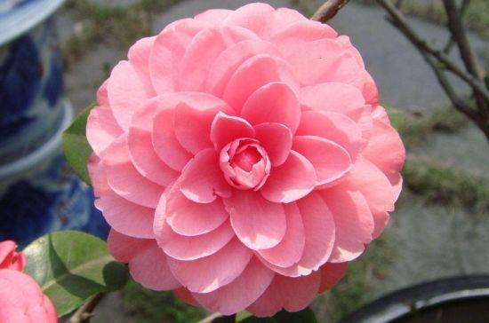 茶花好看不好养，花期养护很重要，植株开花又大又多