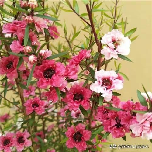 分享“开花机器松红梅”爆盆的经验