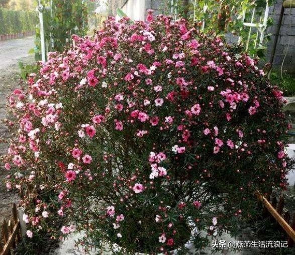 分享“开花机器松红梅”爆盆的经验