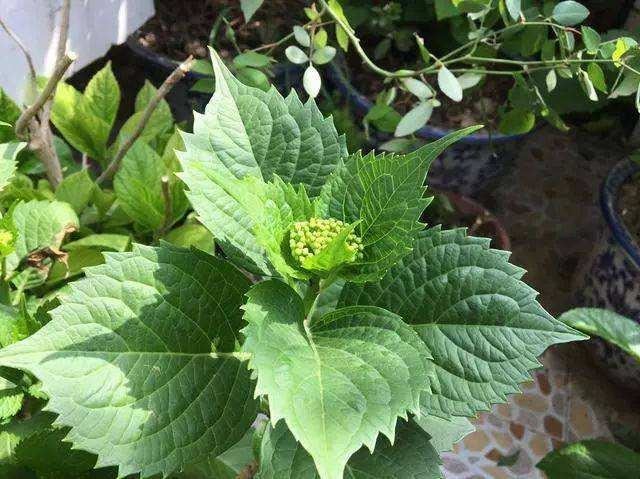 给绣球花施肥看“指标”，施对了开花早，花朵大，美腻一夏