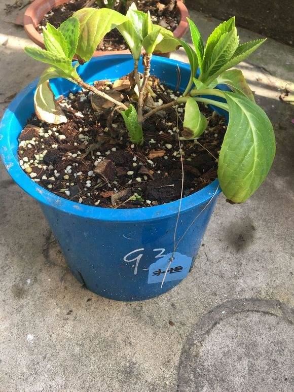 给绣球花施肥看“指标”，施对了开花早，花朵大，美腻一夏