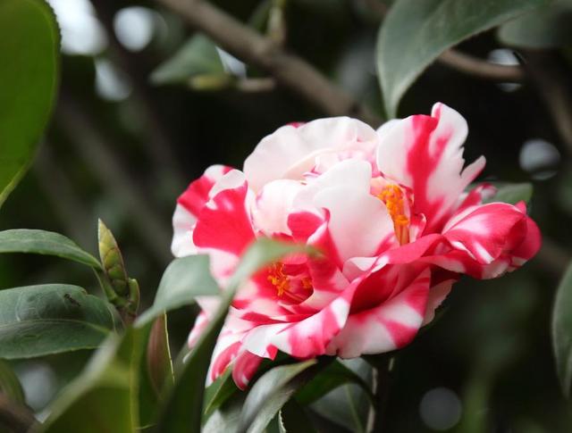 茶花好看不好养，花期养护很重要，植株开花又大又多