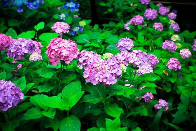 给绣球花施肥看“指标”，施对了开花早，花朵大，美腻一夏