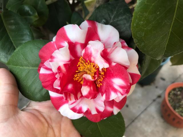 茶花好看不好养，花期养护很重要，植株开花又大又多