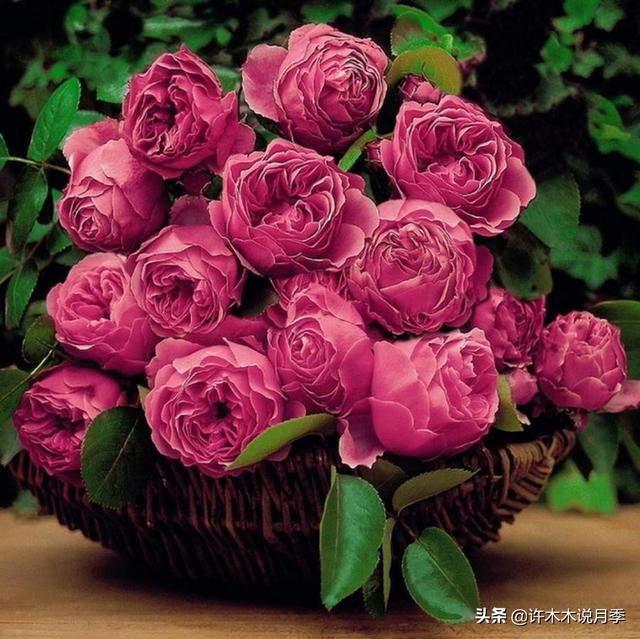 月季不停掉叶子怎么办？教你一招，光杆月季也能重新发芽开花。