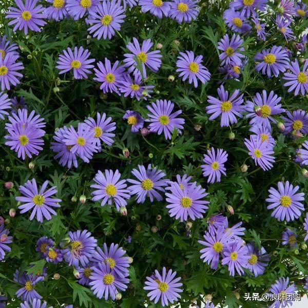 娇羞可爱欧石竹、石竹初吻、花量极大姬小菊、黄金络石和花叶络石