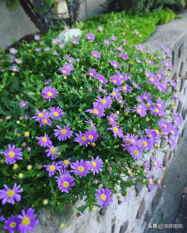 娇羞可爱欧石竹、石竹初吻、花量极大姬小菊、黄金络石和花叶络石