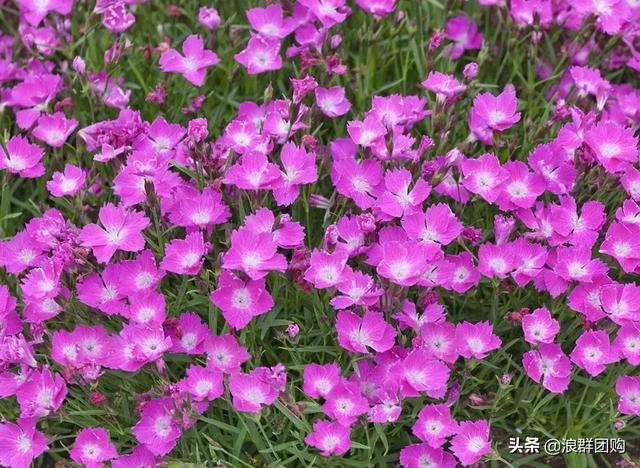 娇羞可爱欧石竹、石竹初吻、花量极大姬小菊、黄金络石和花叶络石