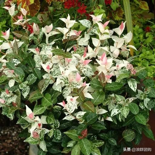 娇羞可爱欧石竹、石竹初吻、花量极大姬小菊、黄金络石和花叶络石