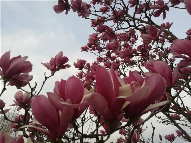 这种颜色的玉兰花真是少见。