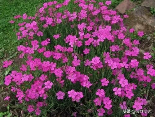 娇羞可爱欧石竹、石竹初吻、花量极大姬小菊、黄金络石和花叶络石