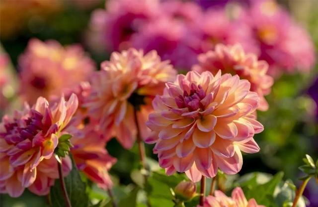 花色娇艳的大丽花，竟让我家阳台“一片花海、满载生机”