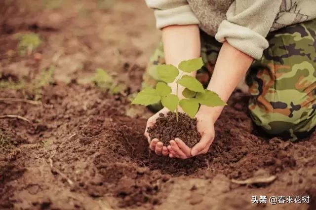 园林公司让苗木提升存活率的“十大”绝招。回头去试试