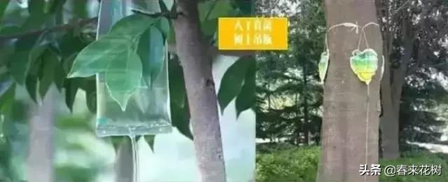 园林公司让苗木提升存活率的“十大”绝招。回头去试试