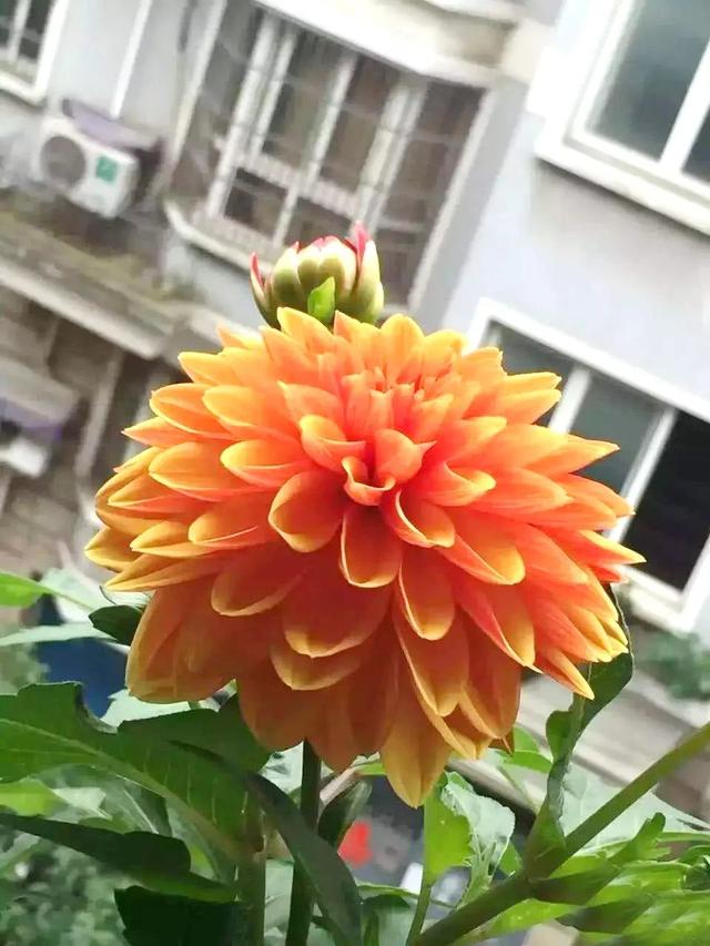 花色娇艳的大丽花，竟让我家阳台“一片花海、满载生机”