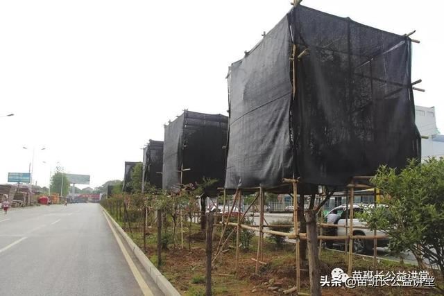 新栽树木成活期的养护管理技术，建议收藏哦